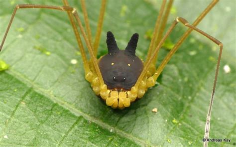 bunny harvestman|This Tiny Arachnid With a Black Bunny Head Is Totally